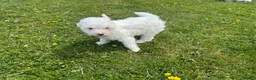 Bichon Frise dogs for sale: 🐾💕🩵Puppies looking for their forever homes!🏡🤍 in Shrewsbury - Advert 17