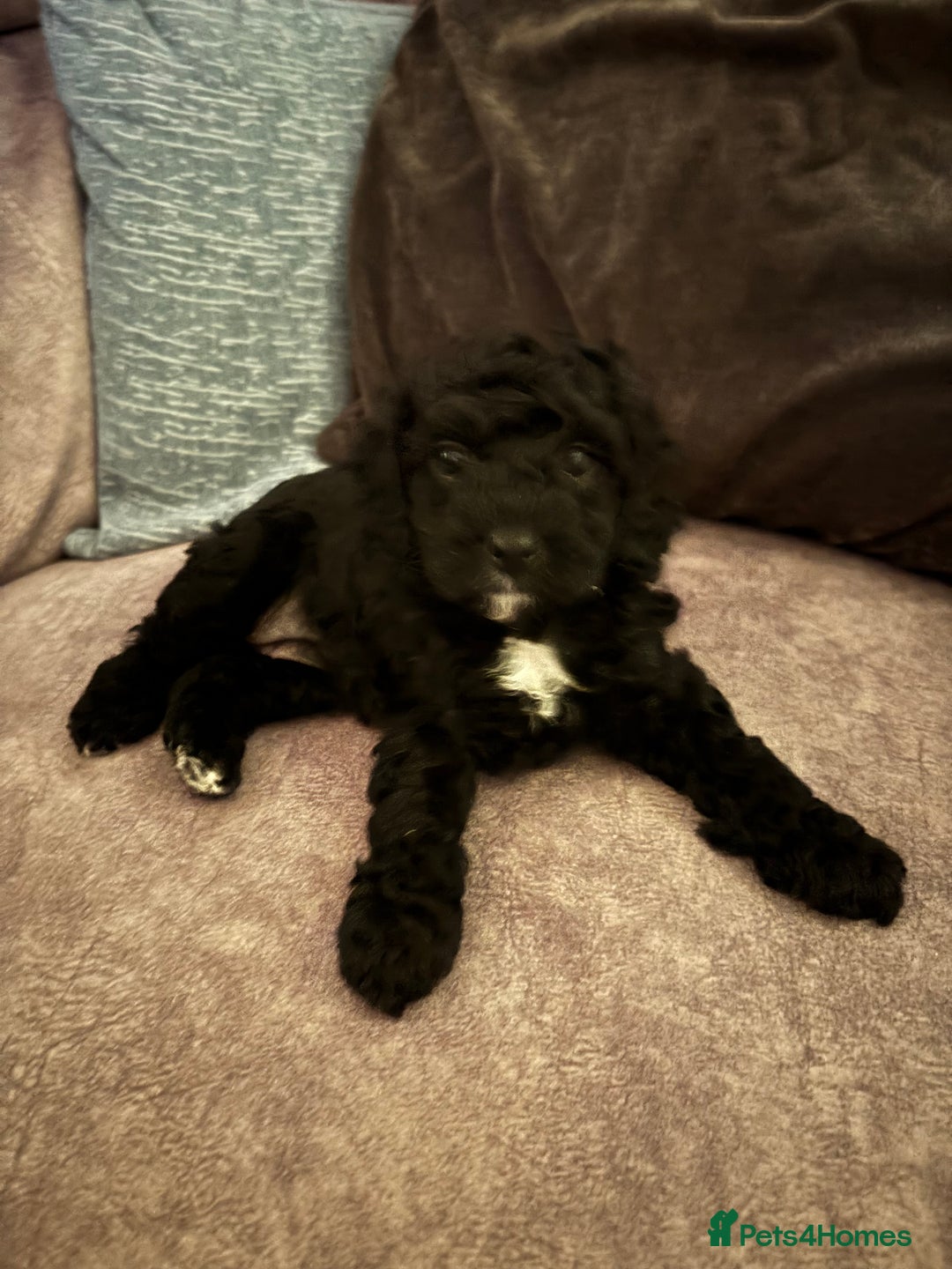 Cavapoo dogs for sale: Beautiful Cavapoo Puppy - Advert 9