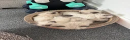 Ragdoll cats for sale: Beautiful sealpoint ragdoll kittens in Cannock - Advert 5