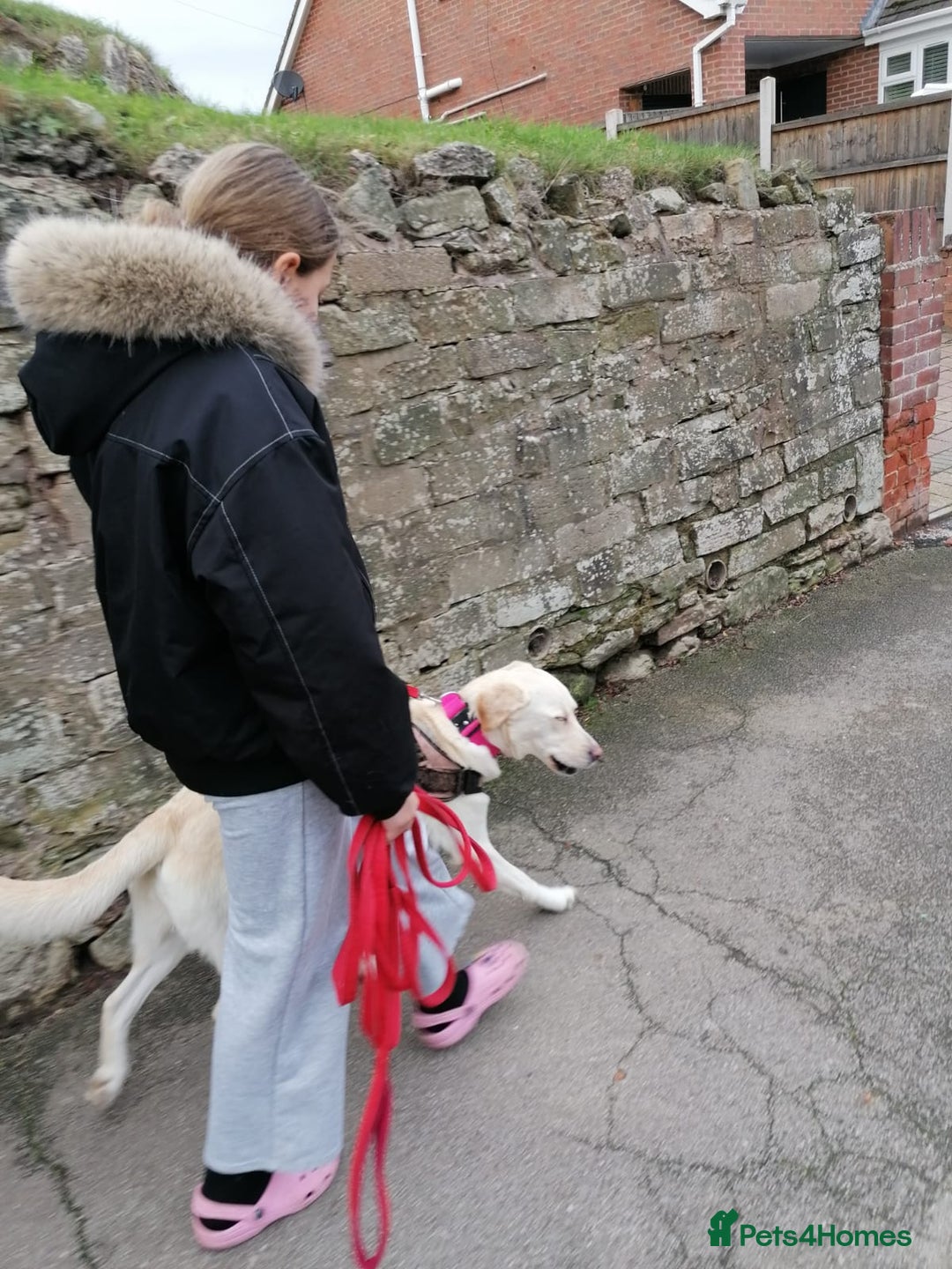 Mixed Breed dogs for adoption: ❤️🐶 HONEY – Gentle Labrador Cross Girl ❤️🐶 - Advert 19