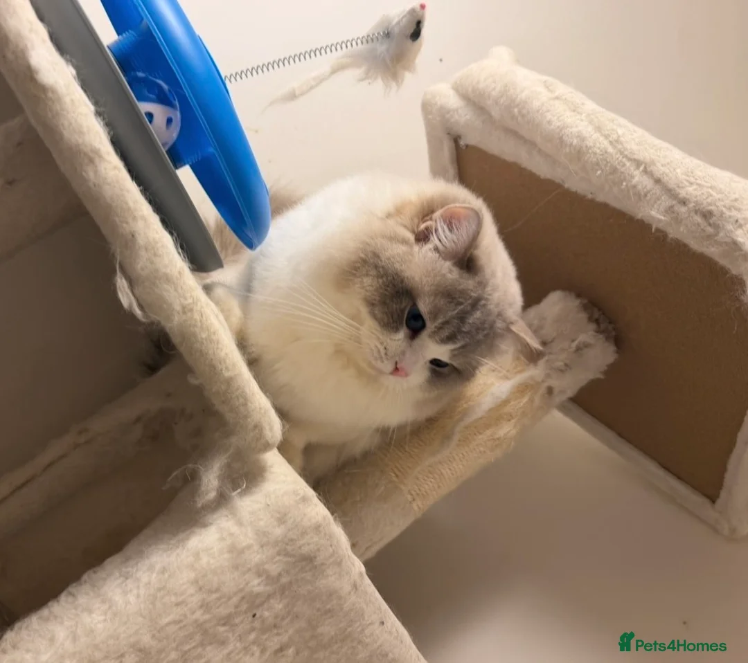 Ragdoll cats for sale: Lynx blue bi colour boy (European) - Advert 2