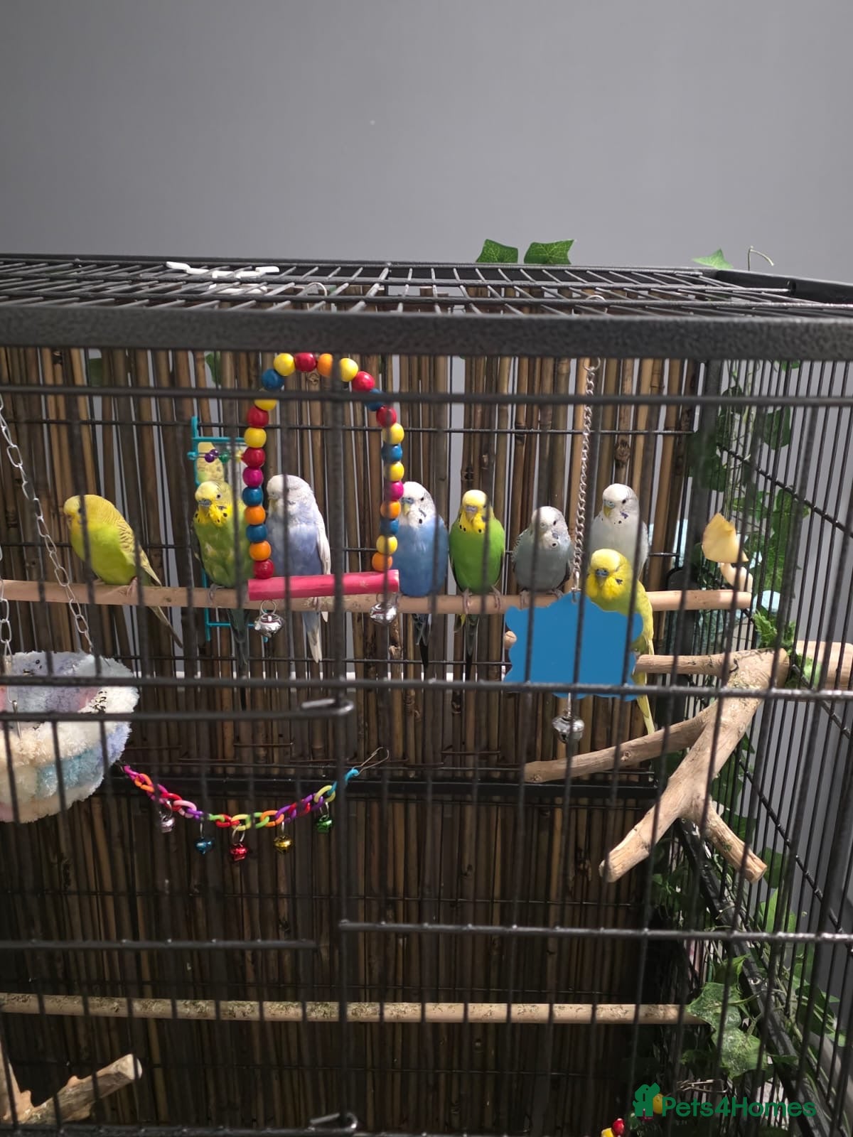 Budgerigars birds Beautiful green and blue birds - Advert 2