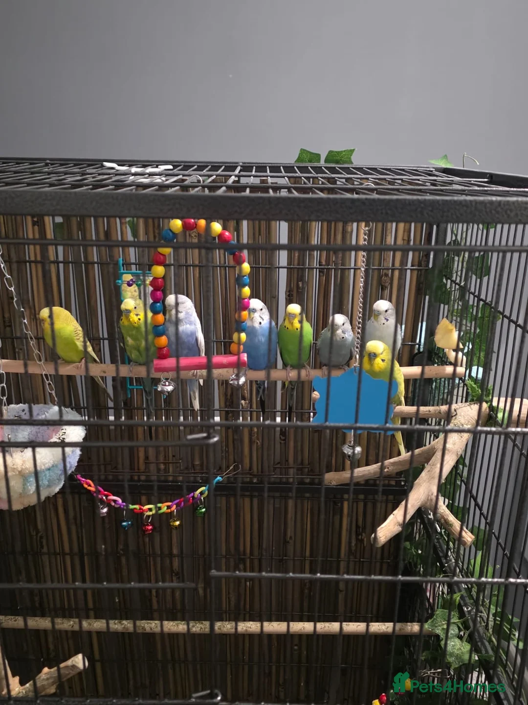 Budgerigars birds for sale: Beautiful green and blue birds - Advert 1