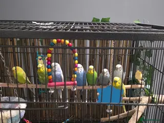 Budgerigars birds Beautiful green and blue birds - Advert 2