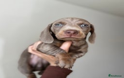 Miniature Dachshund dogs for sale: READY NOW !! mini dachshund pups  - Image 2