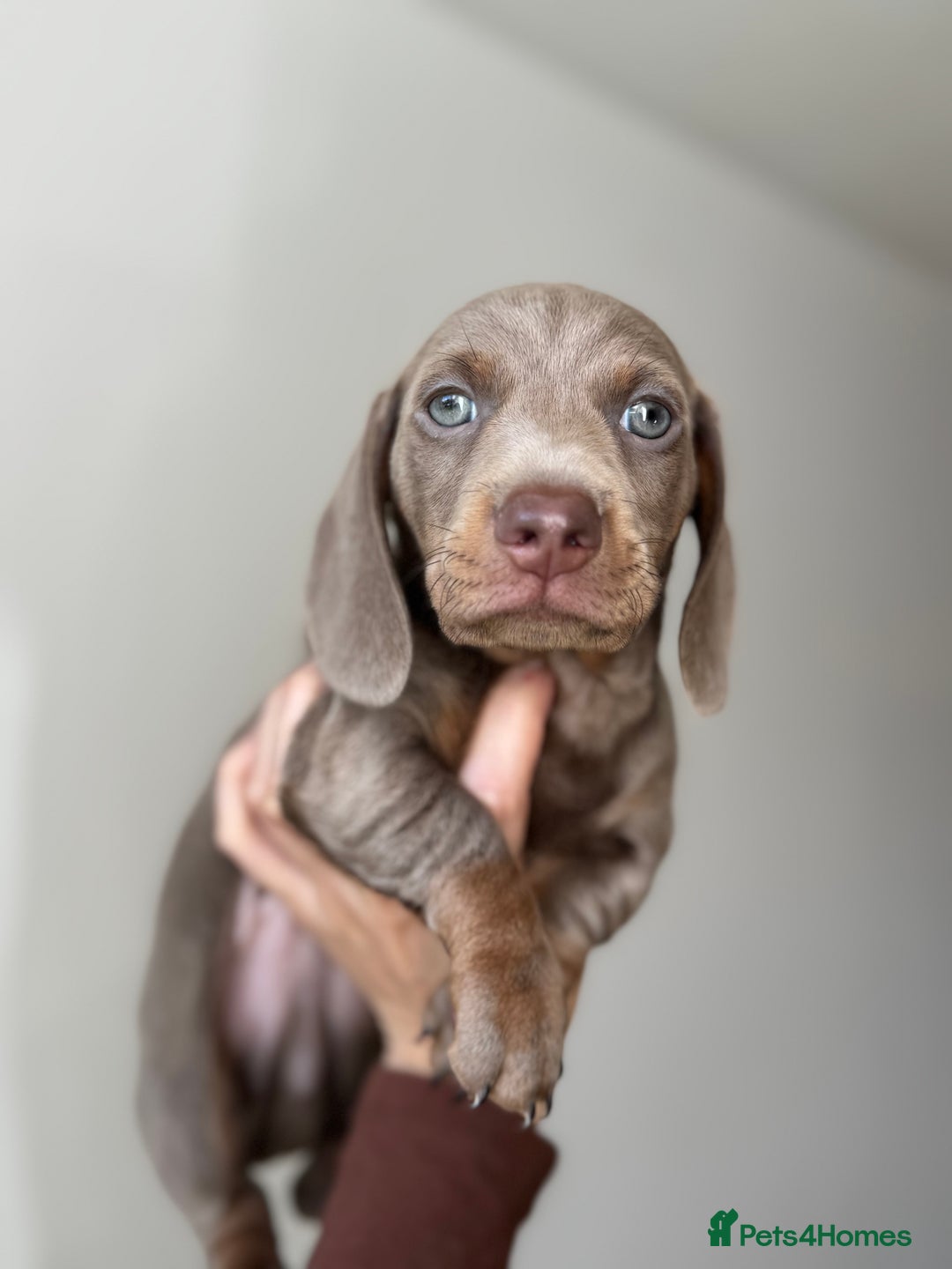 Miniature Dachshund dogs for sale: READY NOW !! mini dachshund pups  - Image 2
