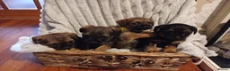 Border Terrier dogs for sale: Beautiful border terrier puppies  - Advert 2