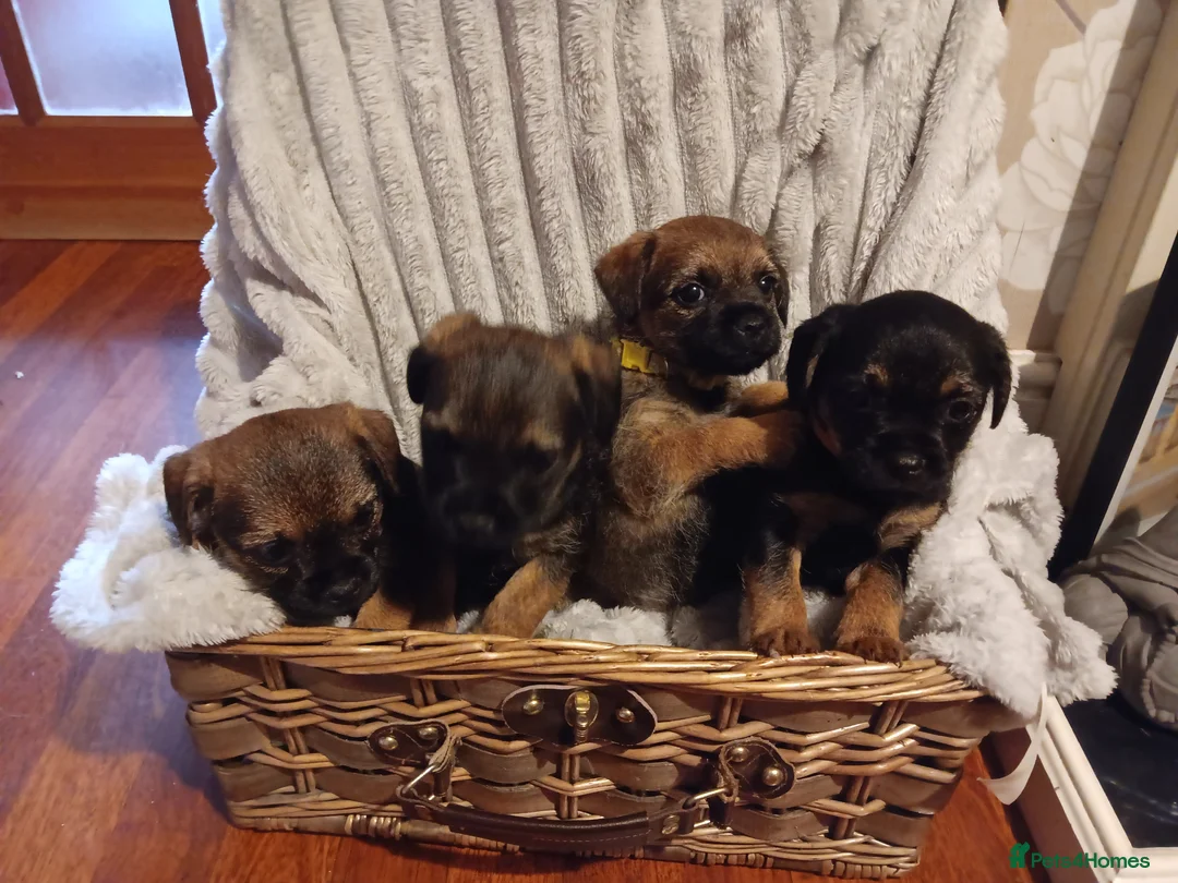 Border Terrier dogs for sale: Beautiful border terrier puppies  - Advert 2