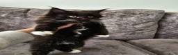 Maine Coon cats for sale: Mainecoon × Siberian  - Advert 13