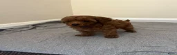 Miniature Poodle dogs for sale: Miniature poodle puppies  - Advert 19