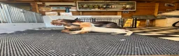 Cocker Spaniel dogs for sale: 3 cocker spaniels (council licensed breeders) - Advert 21