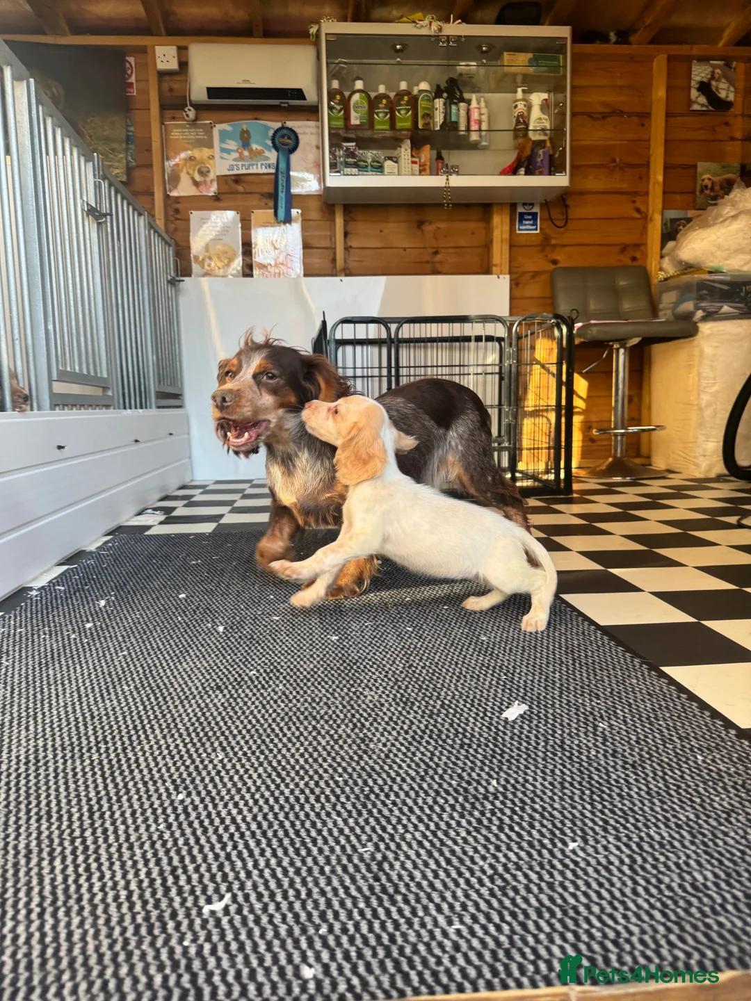 Cocker Spaniel dogs for sale: 3 cocker spaniels (council licensed breeders) - Advert 21