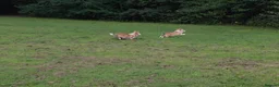 Welsh Corgi Pembroke dogs for sale: Corgi Puppies for Loving Homes – 1 Male, 1 Female - Advert 11