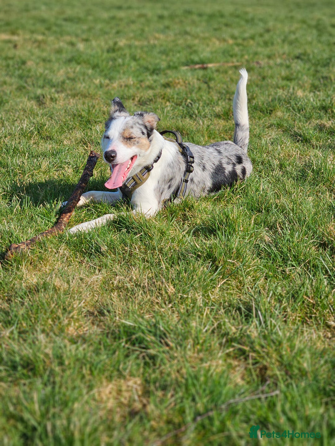 Border Collie dogs for sale: 1 year old tri border collie  - Advert 7