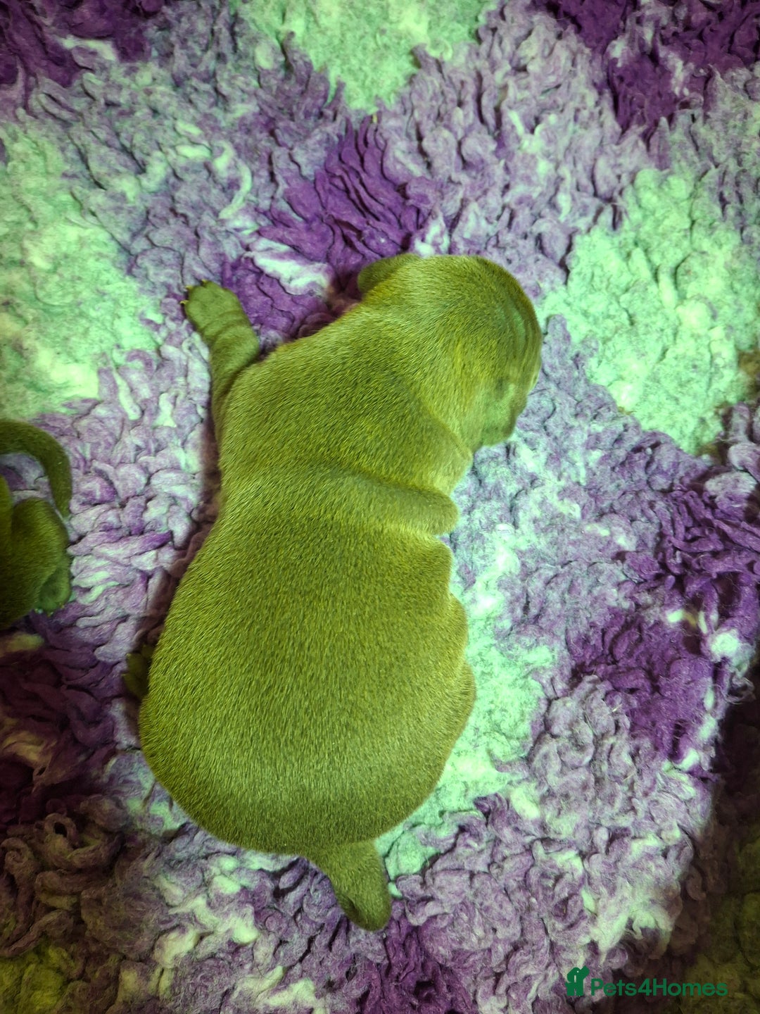 Staffordshire Bull Terrier dogs for sale: Blue Staffordshire Bull Terrier puppies - Image 10