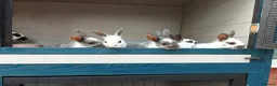 Rex rabbits for sale: Mini Rex Rabbits  - Advert 3