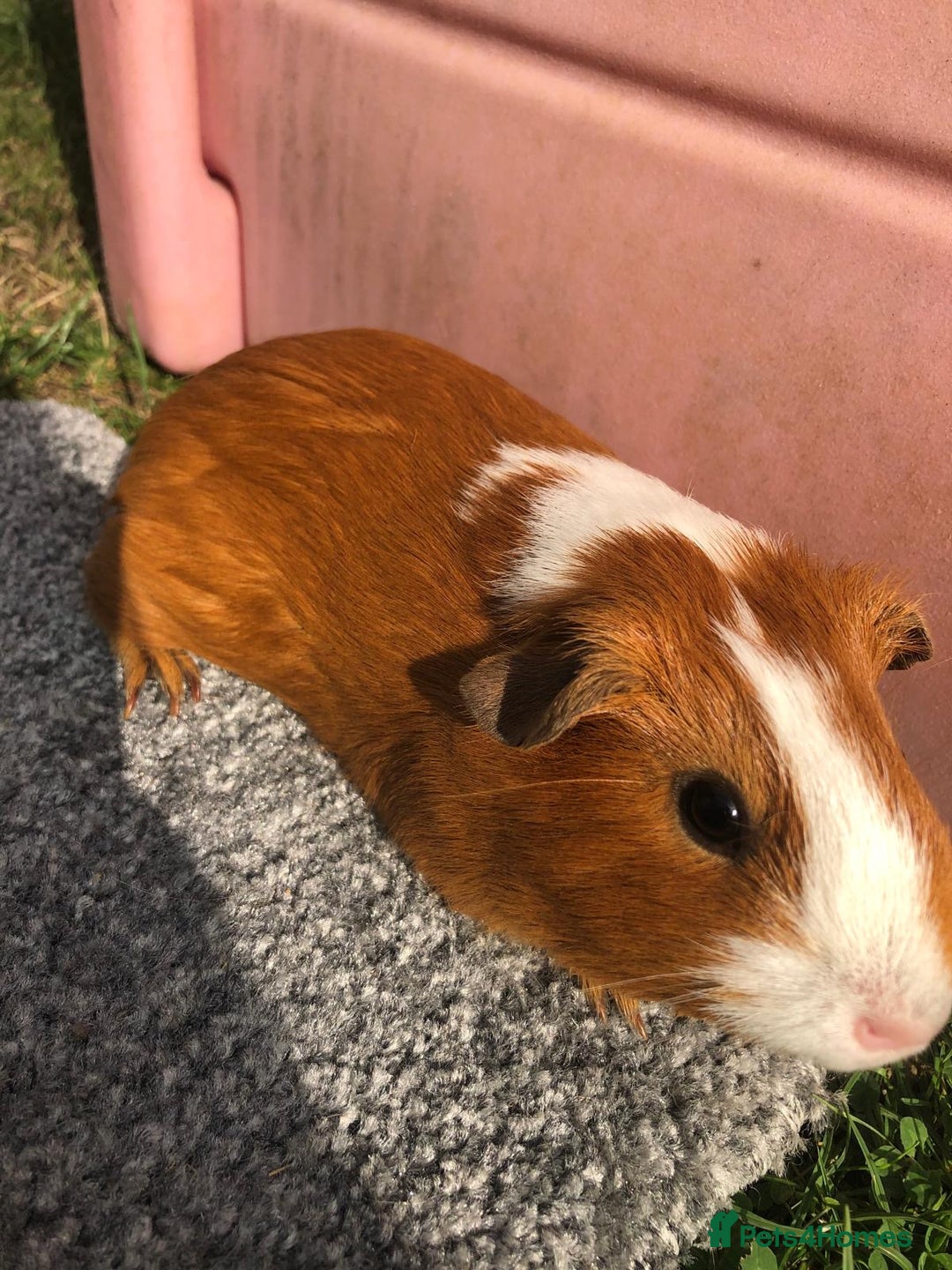 Guinea Pig rodents for sale: 4 x female guinea pigs - Image 3
