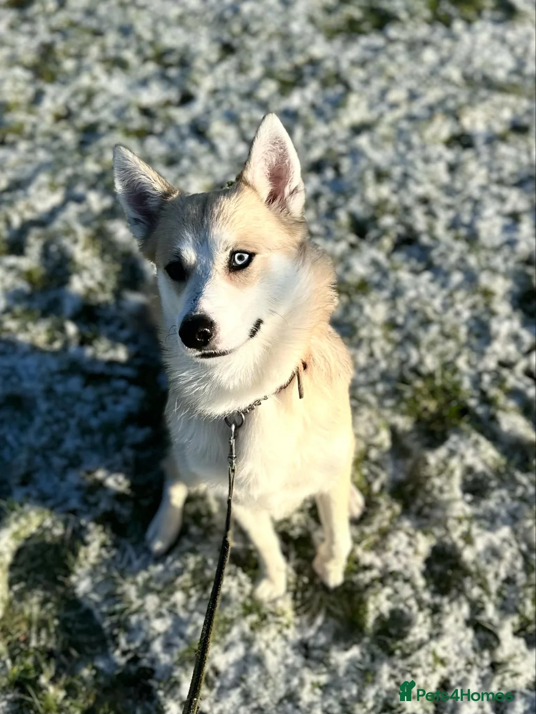 Pomsky dogs for stud: Proven quality F2 proven stud in Andover - Advert 8