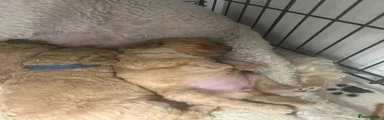 Cockapoo 4