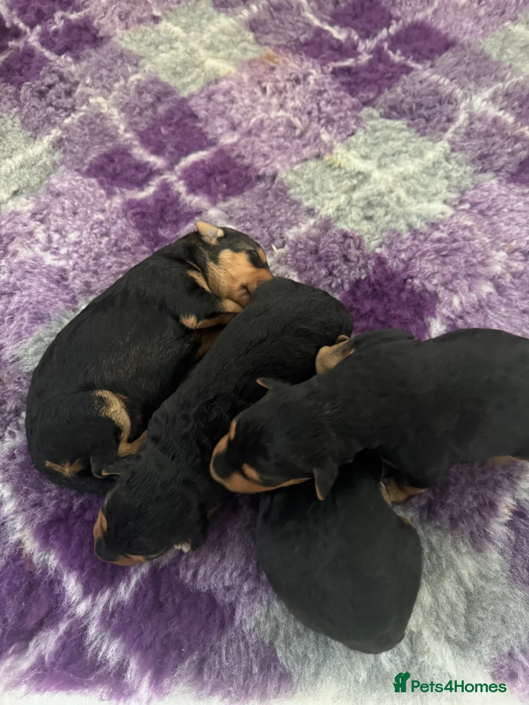 Airedale Terrier dogs for sale: Airedale pups  in Liverpool - Advert 2