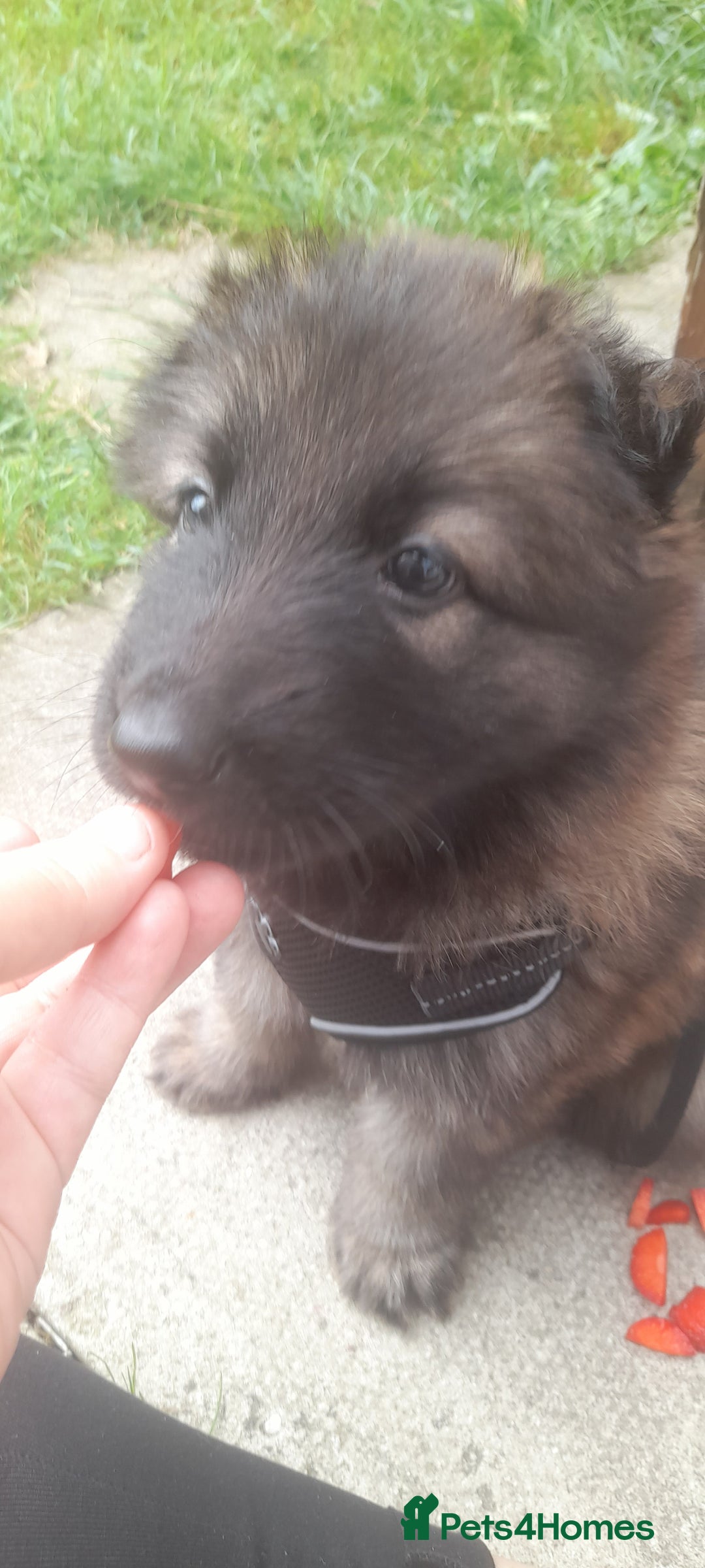 German Shepherd dogs for sale: Nyla german shepherd  - Image 1