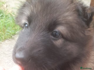 German Shepherd dogs - Advert 36