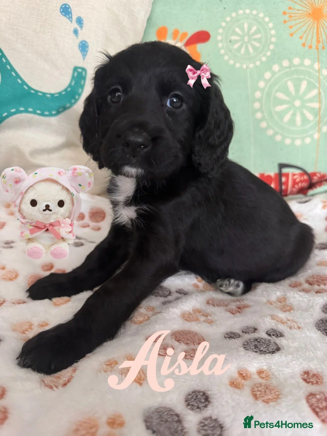 Sproodle dogs for sale: 🎉 A Joyful Announcement from Our fam Pet Team! 🎉 in Larkhall - Advert 2