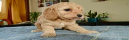 Cockapoo dogs for sale: Beautiful Cockapoo puppies for sale in Rugby - Advert 5