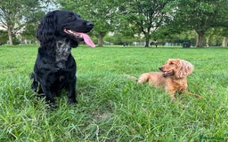 Sprocker dogs for stud: Gorgeous sprocker for stud (free)  - Image 8