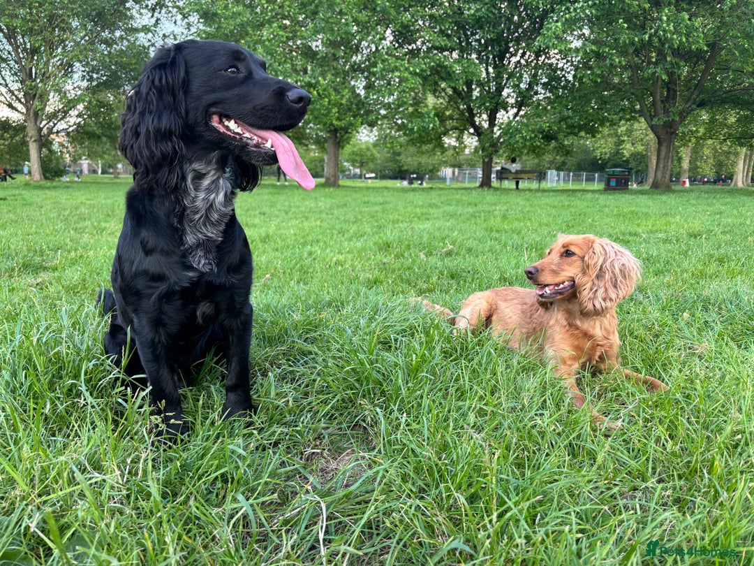 Sprocker dogs for stud: Gorgeous sprocker for stud (free)  - Image 8