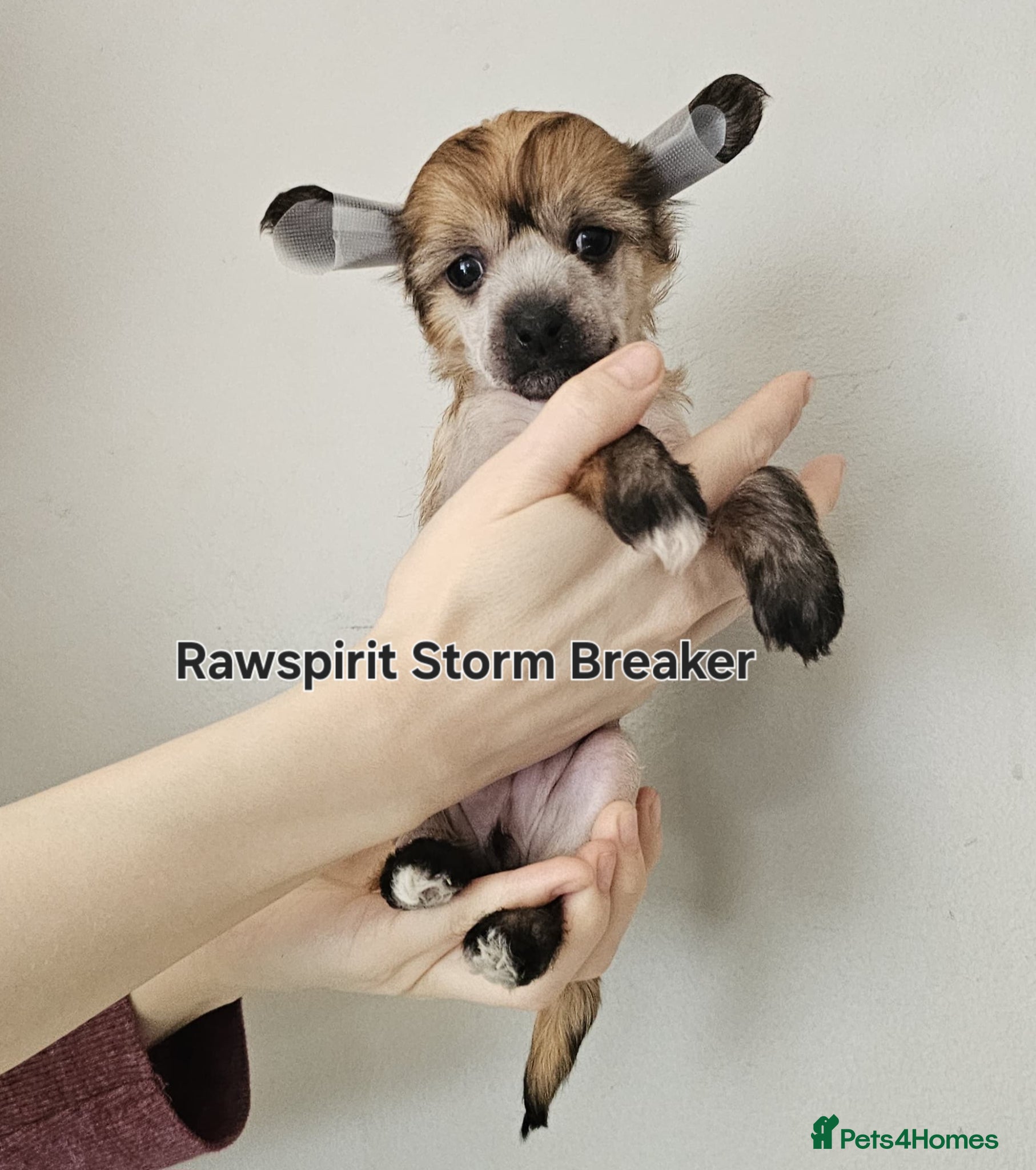 Chinese Crested dogs Hailerss girl, powder puff girl and boy  - Advert 4