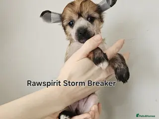 Chinese Crested dogs Hailerss girl, powder puff girl and boy - Advert 4