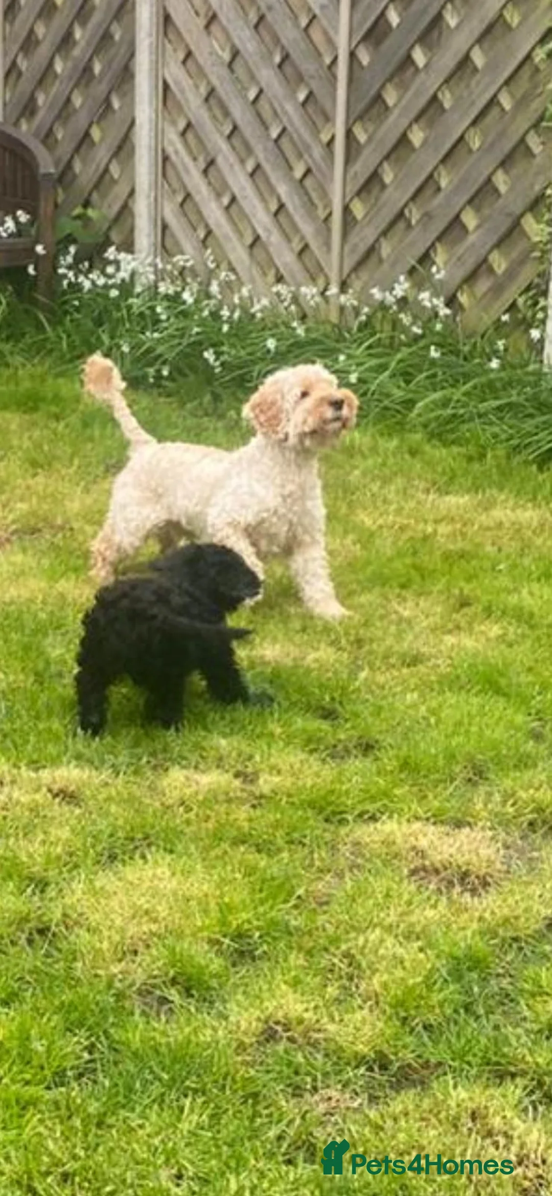 Cavapoo dogs for sale: Beautiful Cavapoo Puppies - Advert 9