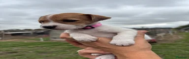 Jack Russell 8