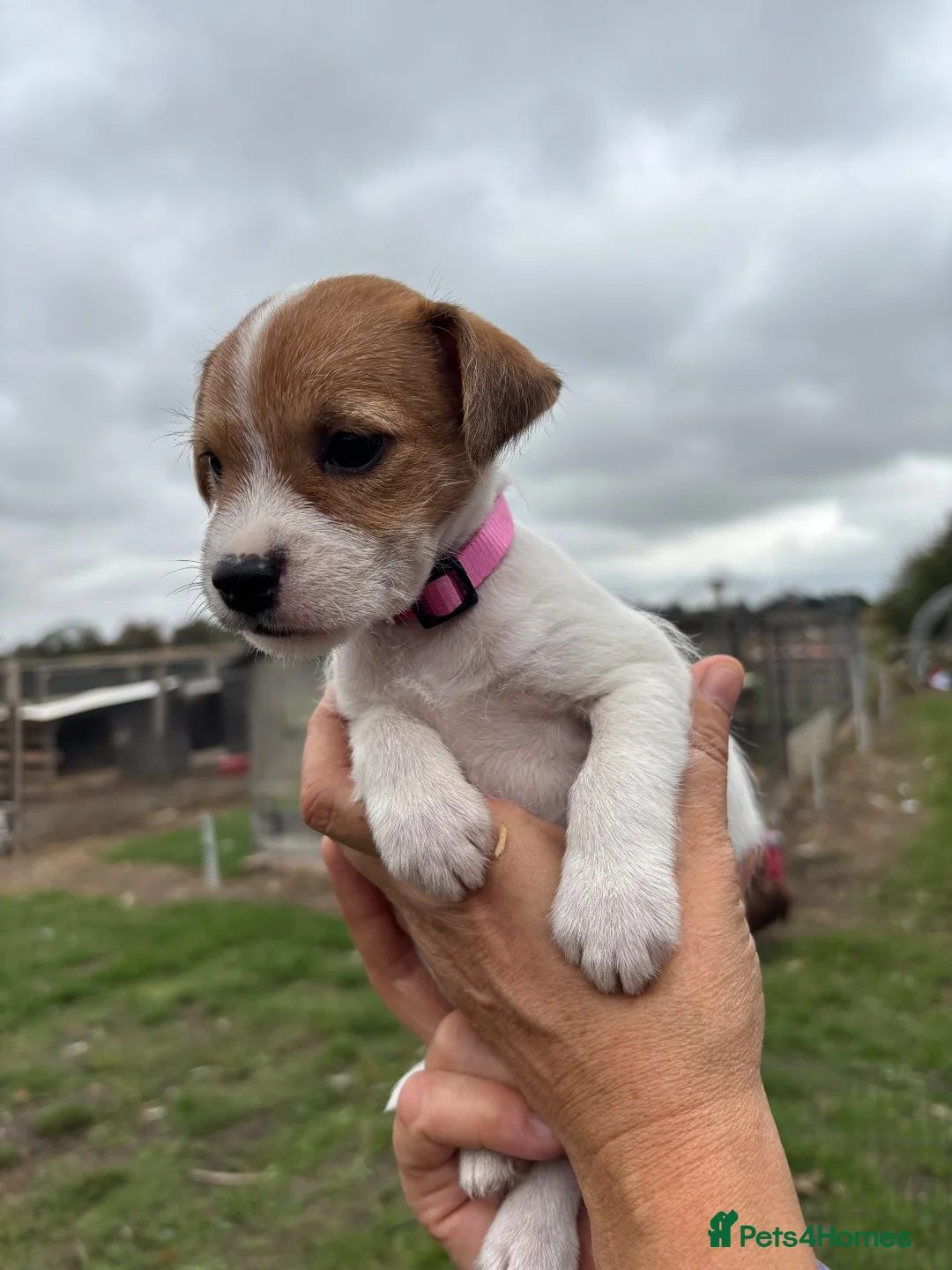 Jack Russell dogs for sale: Jack Russell puppies - Advert 14
