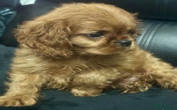 Cavalier King Charles Spaniel dogs for sale: Stunning cavalier King Charles  - Image 2