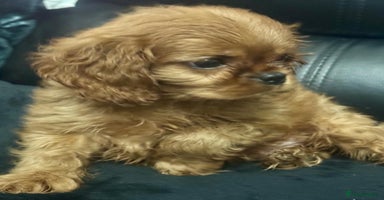 Cavalier King Charles Spaniel dogs - Advert 7
