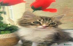 Russian Blue cats for sale:  2 adorable russain blue kittens for SALE - Image 11