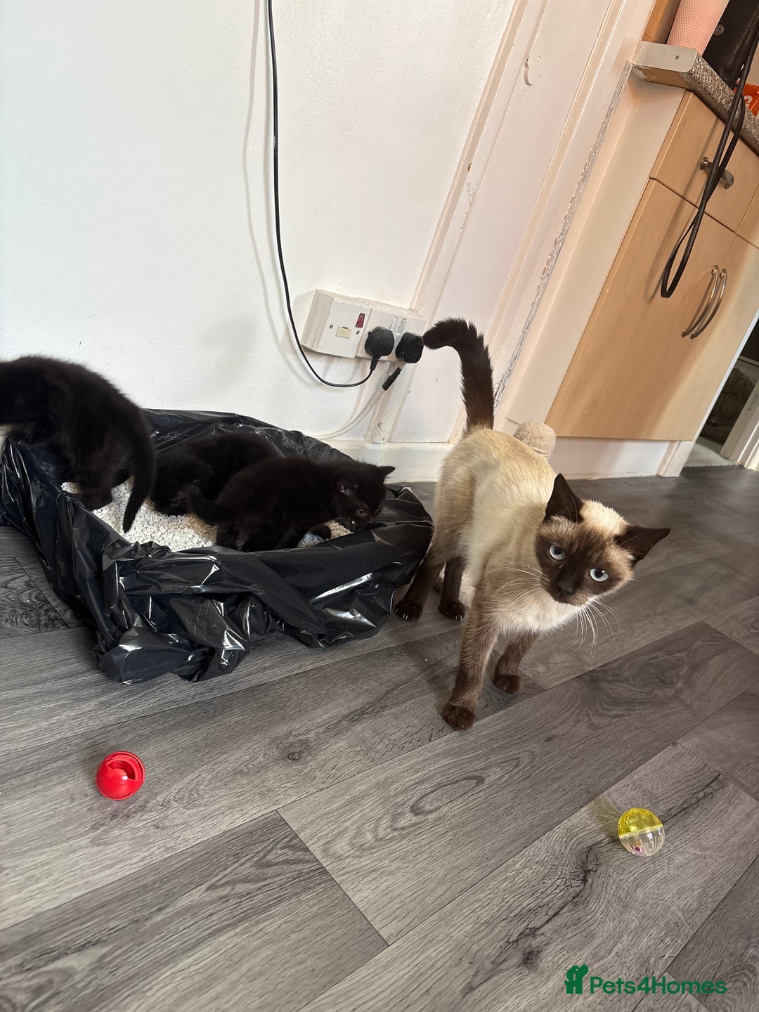 Domestic Shorthair cats for sale: 3 beautiful kittens  - Image 9