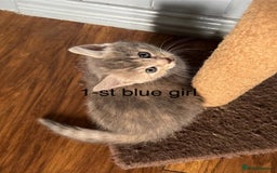 Mixed Breed cats for sale: Kittens (£250-£80) - Image 7