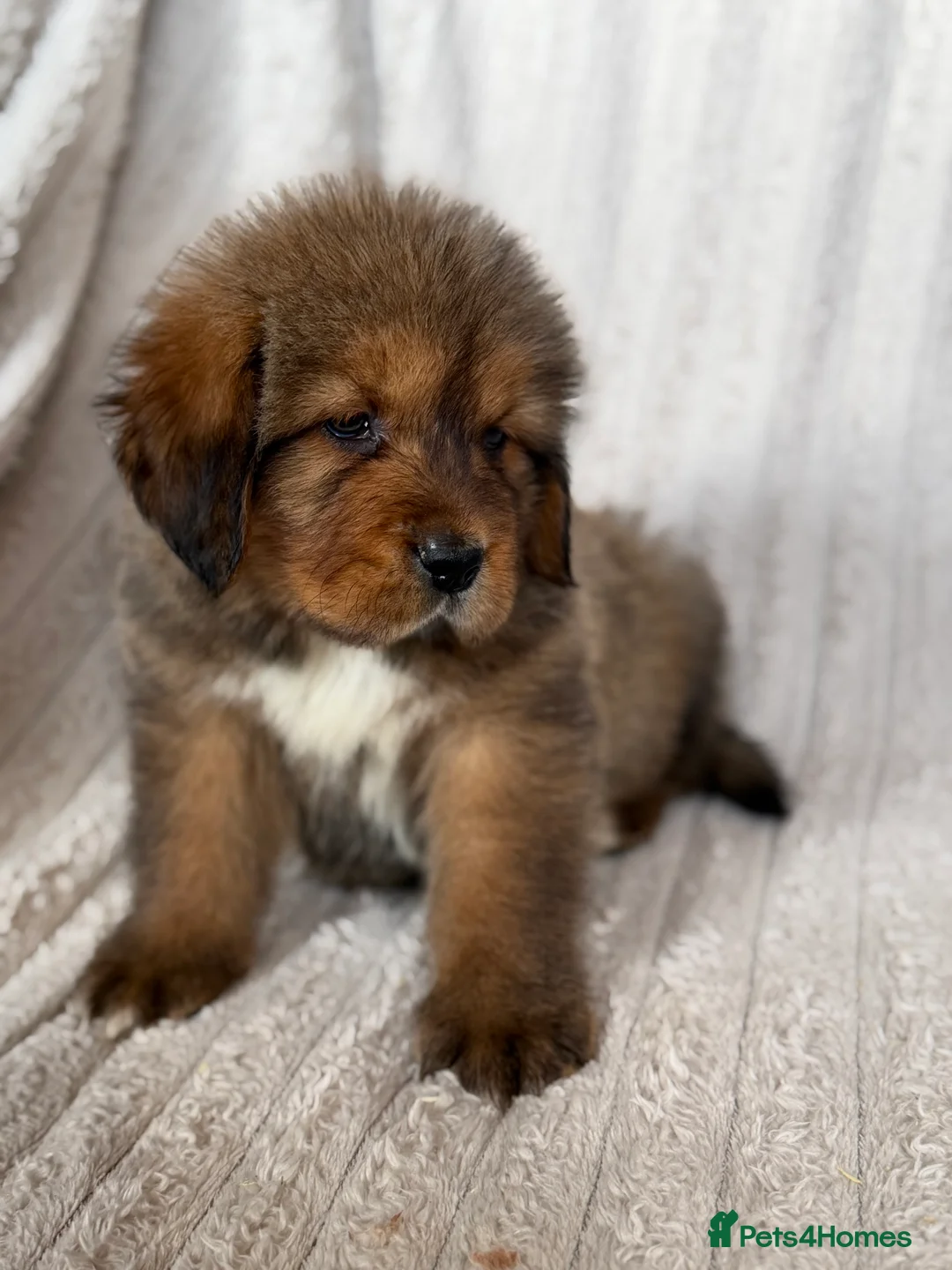 Tibetan Mastiff dogs for sale: Ready now: Outstanding Tibetan Mastiff Puppies - Advert 7