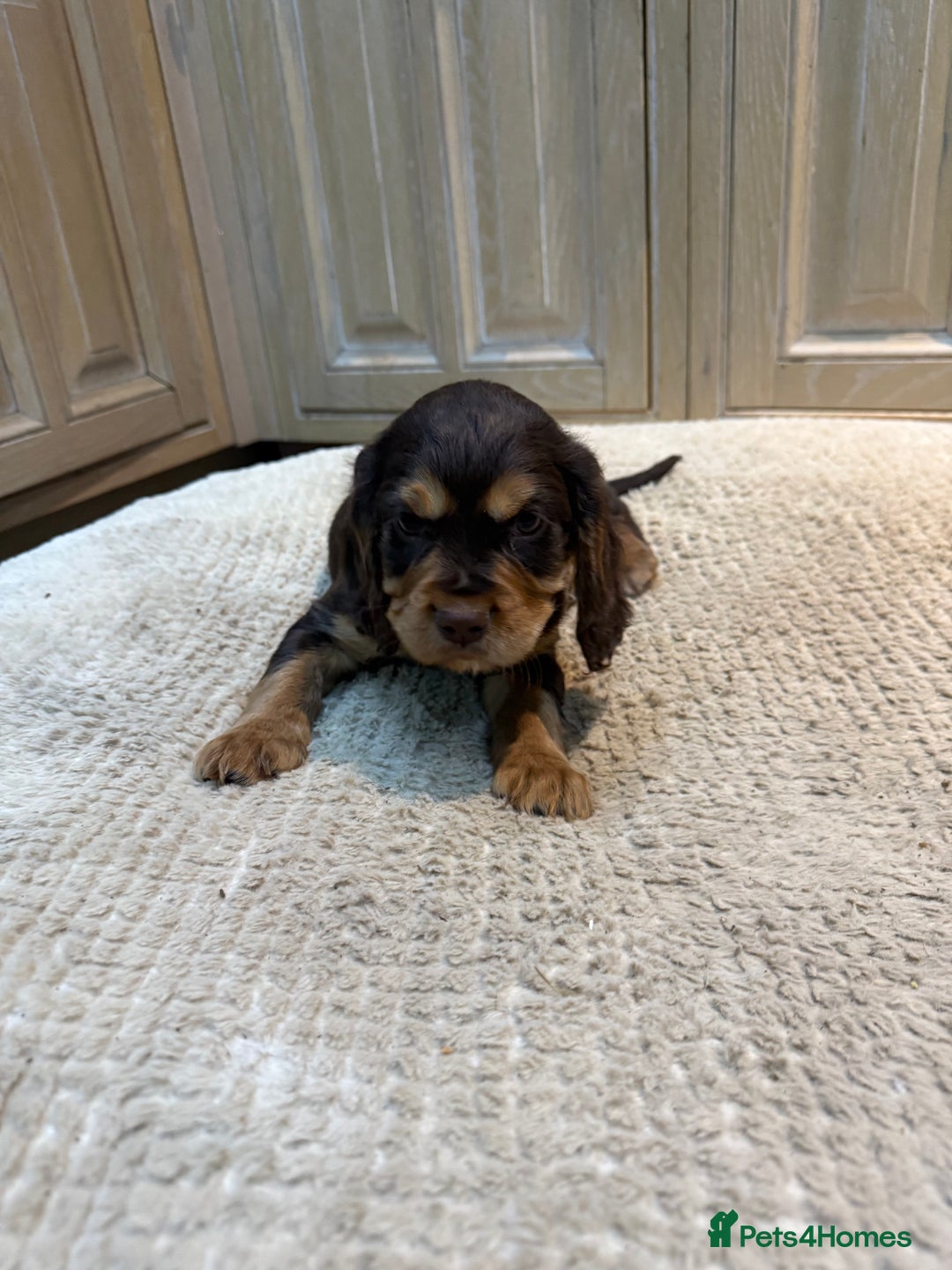 Cockalier dogs for sale: Beautiful health tested cockaliers - Advert 7