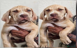 Mastiff dogs for sale: Mastiff Puppy 4 - Boerbel x ultimate Mastiff - Image 6