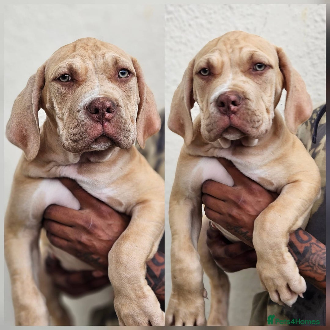 Mastiff dogs for sale: Mastiff Puppy 4 - Boerbel x ultimate Mastiff - Image 6