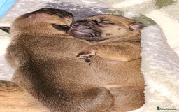 Shar Pei dogs for sale: Shar Pei puppies  - Image 3