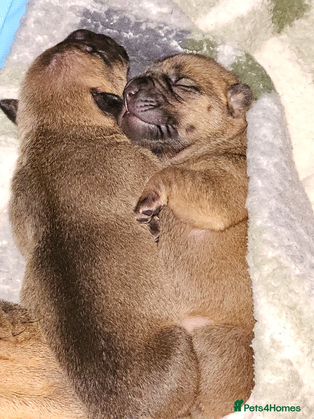 Shar Pei dogs for sale: Shar Pei puppies  - Image 3