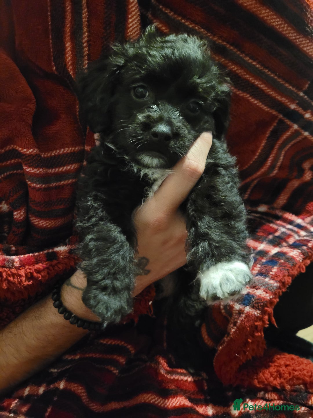 Mixed Breed dogs for sale: Shih - poo pups  - Image 6