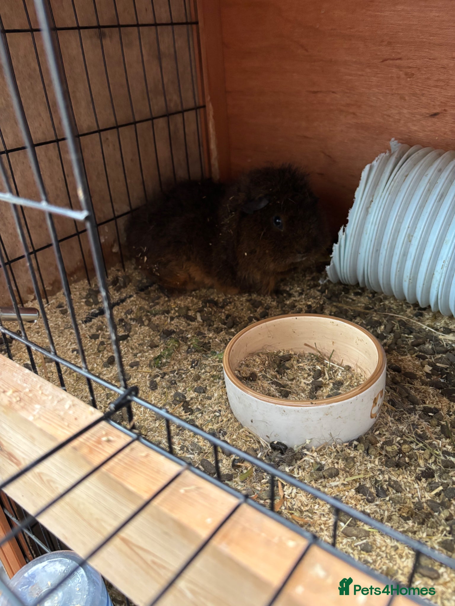 Guinea Pig rodents Five Guinea pigs - Advert 1