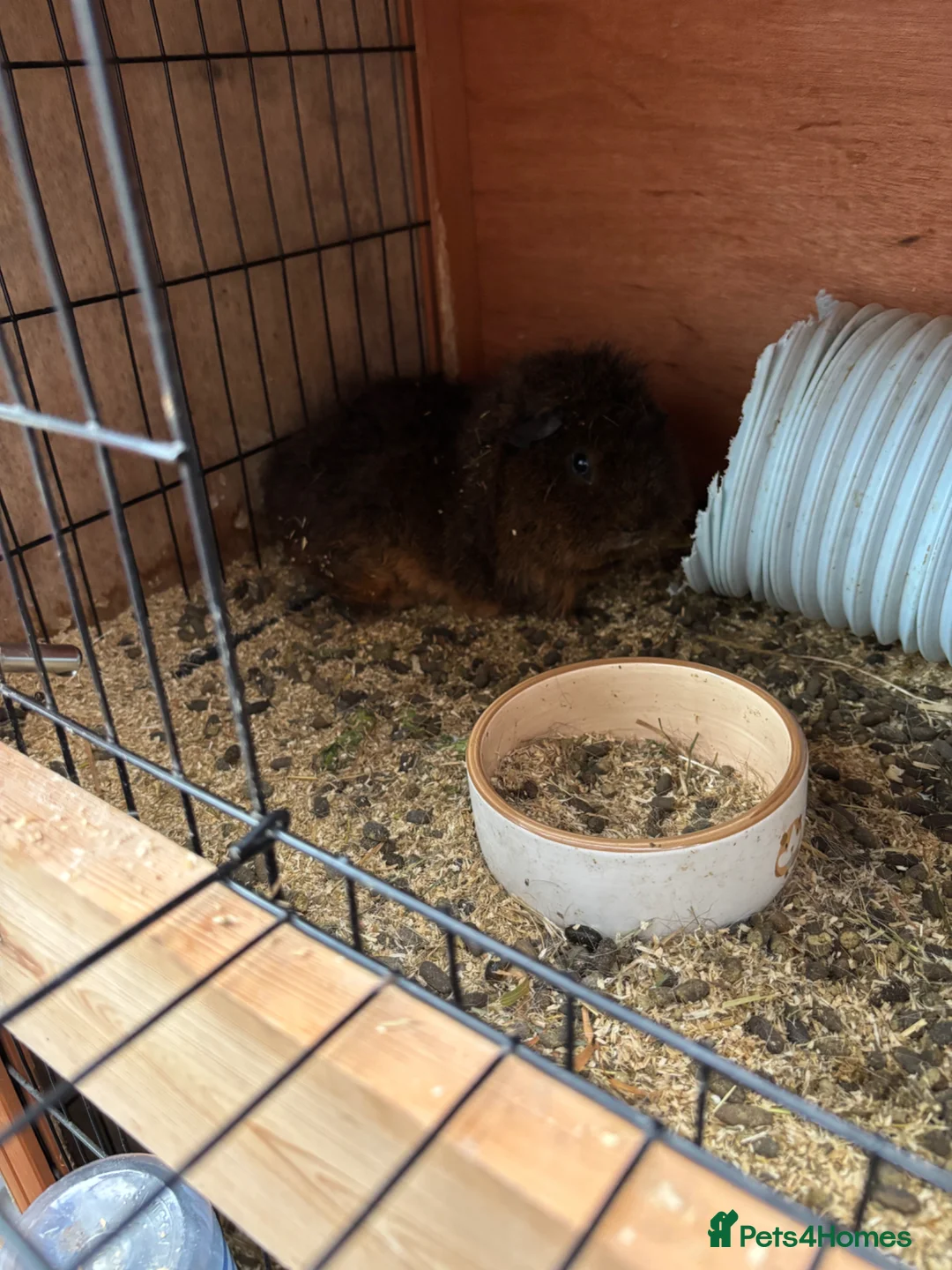 Guinea Pig rodents for sale: Five Guinea pigs - Advert 1