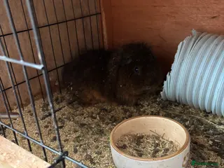 Guinea Pig rodents Five Guinea pigs - Advert 1